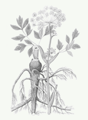 Angelica archangelica