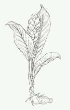 Curcuma zedoaria