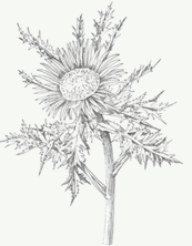 Carlina acaulis