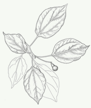 Cunnamomum camphora