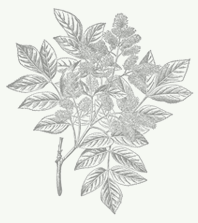 Fraxinus ornus