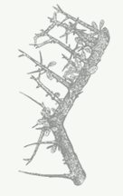 Cammiphora molmol