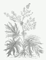Pheum palmatum