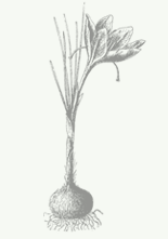 Crocus sativus