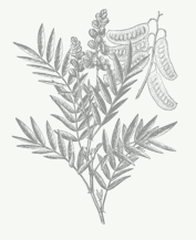 Cassia angustifolia