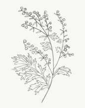 Artemisia absinthium